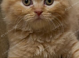 British Longhair/Shorthair Cross