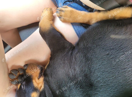 Gorgeous Rottweiler puppy