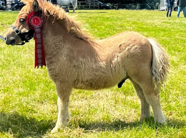 Chestnut dun gelding