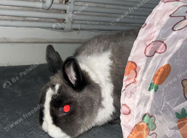 Rabbit for sale