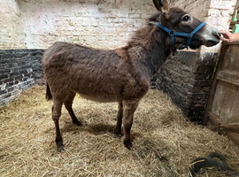 Donkey Colt