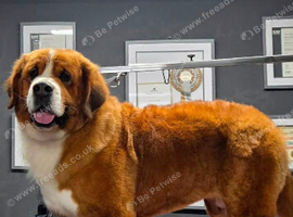 Saint Bernese mix Shepherd