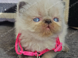 Stunning Pedigree Persian Kittens
