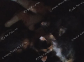 Kittens