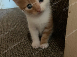 3 gorgeous kittens