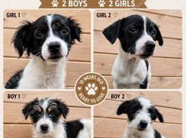 10 week old jack russsle pups
