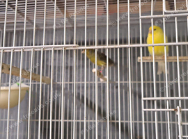 For Sale 3 pair of Irish Canaries stunning colour,s