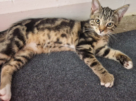 Kitty for rehomeing