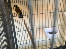 Desperately wanted will give my Goldfinch cock