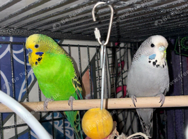 4 budgies for sale