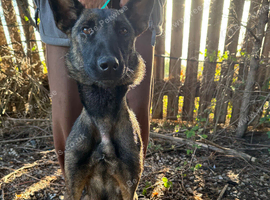 Belgian Milanos pups