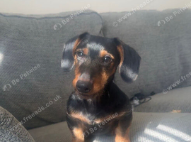 Benji miniature dashound