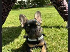 Male French bulldog for stud