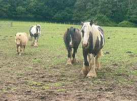 APACHE is the most affectionate gelding to bring to work