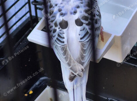 Texas clear body cobalt blue female