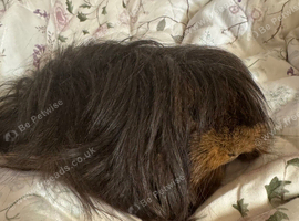 Peruvian sows