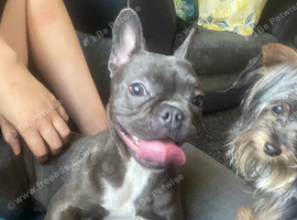French bull dog