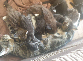 4 kittens