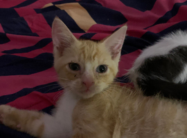 Three mixed breed kittens