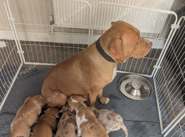 beautiful pups