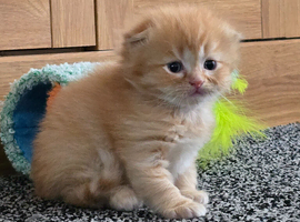 Scottish fold kittens