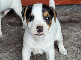 Miniature working jack russel