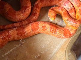 Albino corn