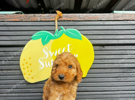 STUNNING F1 RED COCKAPOO ready now!