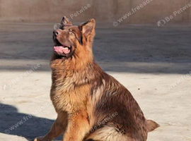 Liver&tan German Shepherd boy