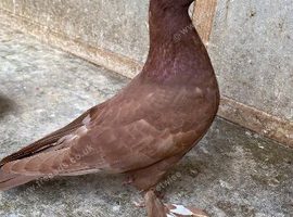 Beautiful tumbler birds