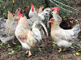 Creamlegbar growers.  Hatching eggs .