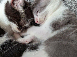 Striking Blue and White male kitten     RE AVAILABLE    Ready to Leave