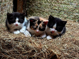 Kittens