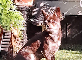 Romeo Smooth Coat Chihuahua