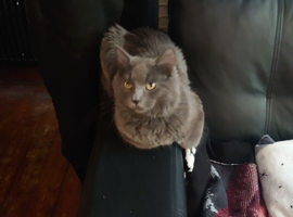 Male cat for sale
