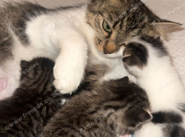 3 beautiful kittens ( ready from September 7th )