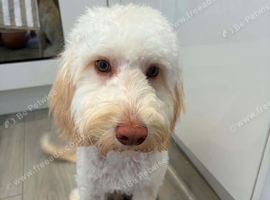 Teddy - 8 month-Old Miniature Cockapoo