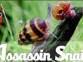Assassin Snails