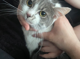 Kitten