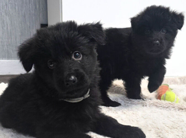 German Shepherd Long Hair  Black Puppies