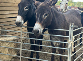 Donkey pair