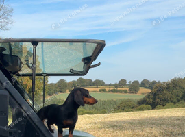 Country-Raised Miniature Dachshund Puppies Expected September!