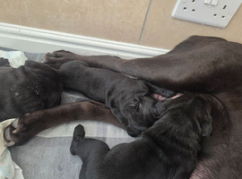Cane Corso Pups