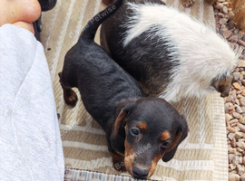 3 affectionate, boy jackapoo pups