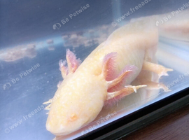 Golden albino axolotl