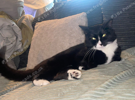 Male tuxedo
