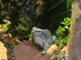 white tree frog whole set up sold with