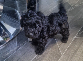 Black boy poodle