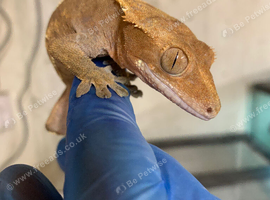 CRESTED GECKOS
