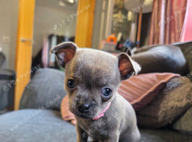 Pedigree Chihuahua Puppies